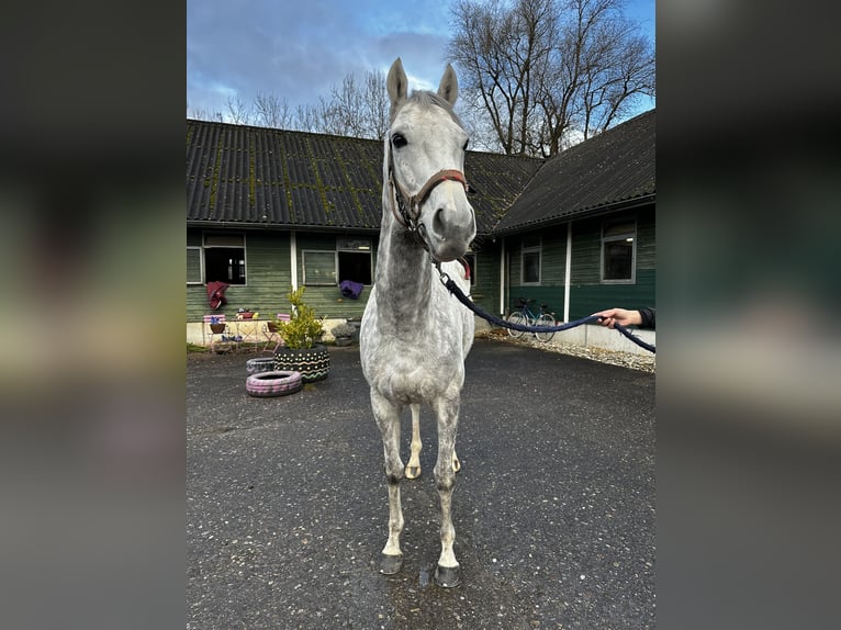 Koń pełnej krwi angielskiej Wałach 6 lat 167 cm Siwa in Dielsdorf