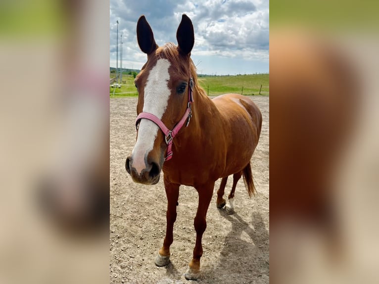 Koń pełnej krwi angielskiej Mix Wałach 6 lat 168 cm Gniada in Evansville indiana