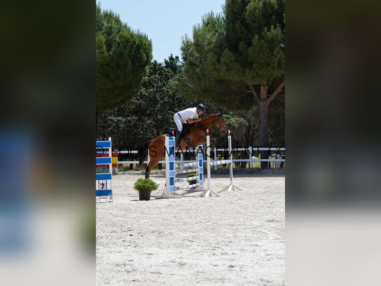 Koń pełnej krwi angielskiej Wałach 6 lat 173 cm Ciemnogniada in Brunete