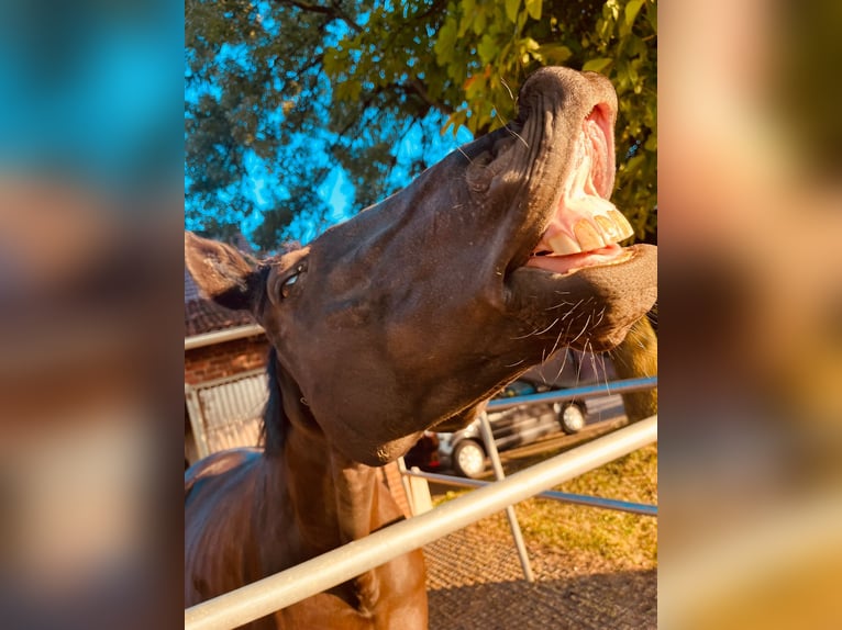 Koń pełnej krwi angielskiej Wałach 7 lat 158 cm Kara in Ascheberg