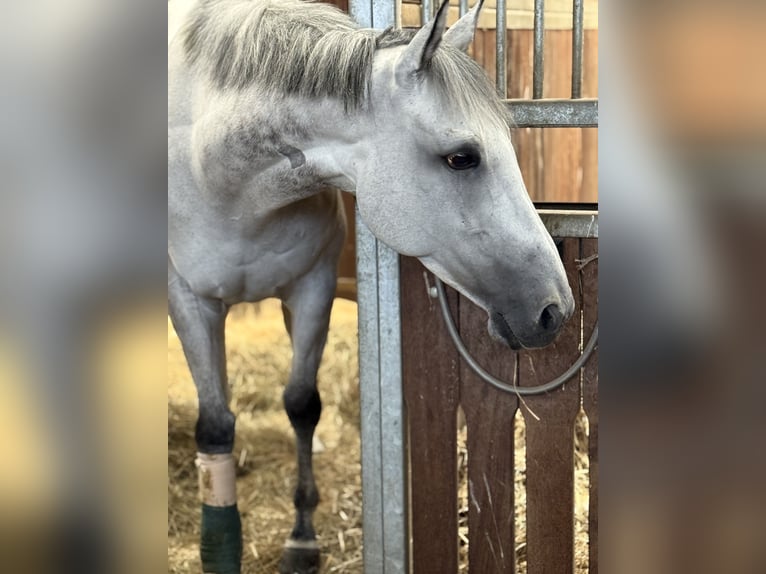 Koń pełnej krwi angielskiej Wałach 7 lat 160 cm Siwa in Bremen