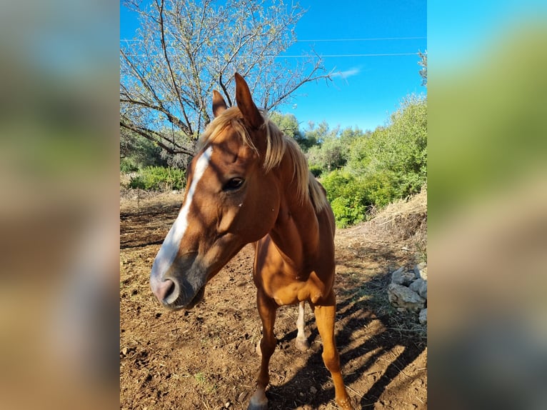 Koń pełnej krwi angielskiej Wałach 7 lat 160 cm Szampańska in Siracusa Koń pełnej krwi angielskiej Wałach 7 lat 160 cm Szampańska in Siracusa
