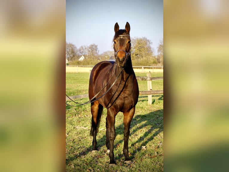 Koń pełnej krwi angielskiej Wałach 7 lat 162 cm Gniada in Thedinghausen