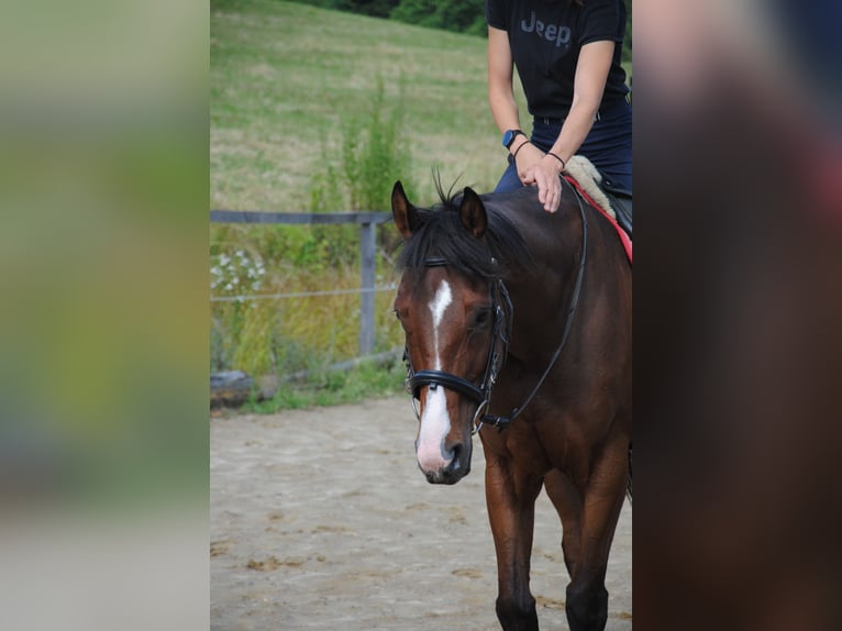 Koń pełnej krwi angielskiej Wałach 7 lat 165 cm Gniada in St.Marein bei Graz