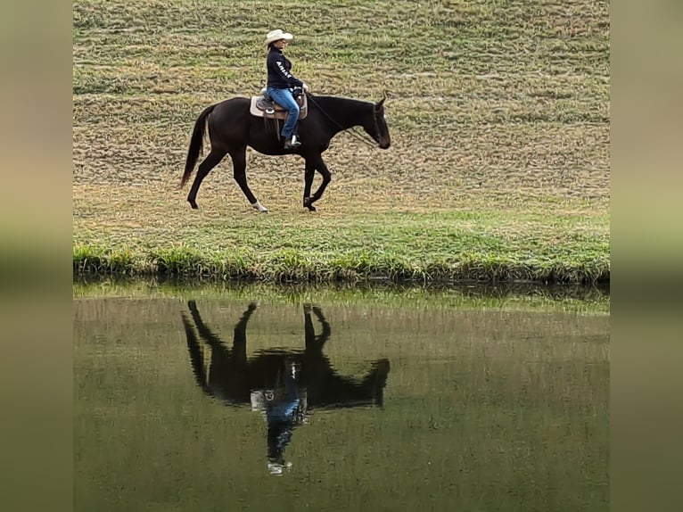 Koń pełnej krwi angielskiej Wałach 7 lat 165 cm Gniada in Middleburg