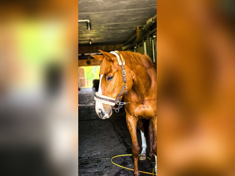 Koń pełnej krwi angielskiej Wałach 7 lat 165 cm Kasztanowata in Nowy wiec