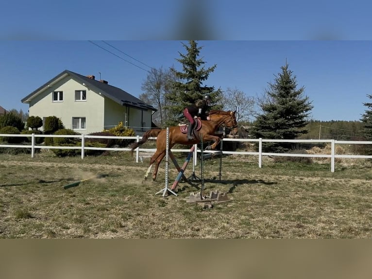 Koń pełnej krwi angielskiej Wałach 7 lat 165 cm Kasztanowata in Nowy wiec