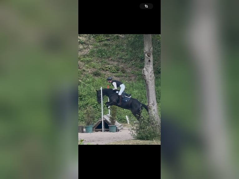 Koń pełnej krwi angielskiej Wałach 7 lat 167 cm Kara in KirchnüchelMalente