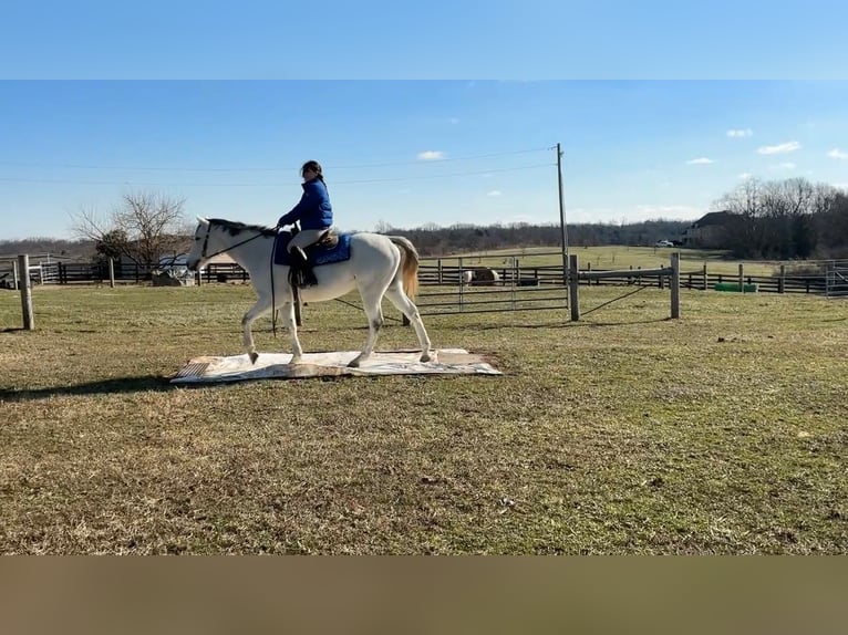 Koń pełnej krwi angielskiej Wałach 7 lat 168 cm Siwa in Lexington