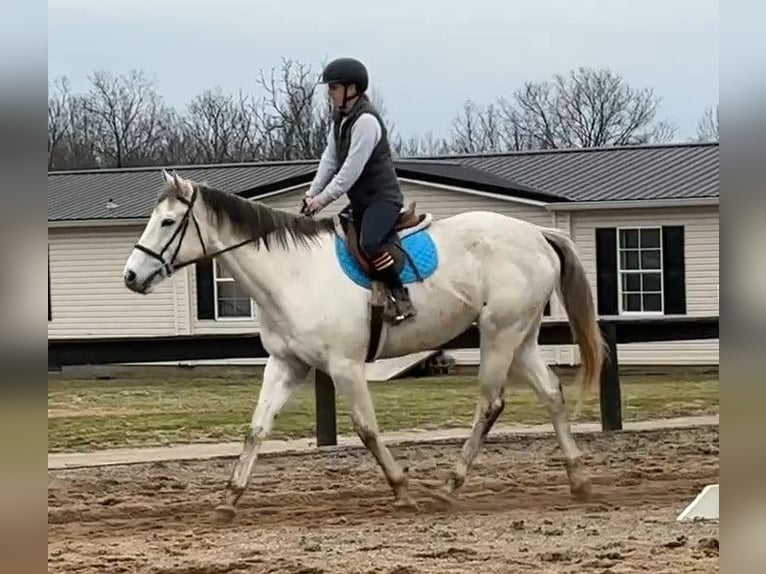 Koń pełnej krwi angielskiej Wałach 7 lat 168 cm Siwa in Lexington