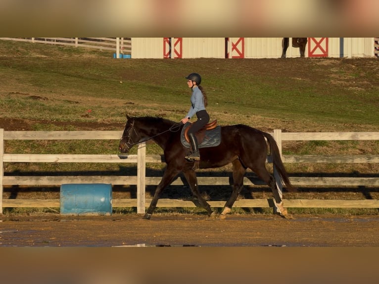 Koń pełnej krwi angielskiej Wałach 7 lat 170 cm Ciemnogniada in Jonesborough