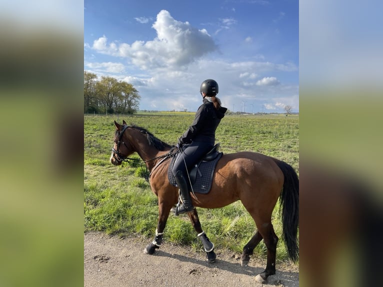 Koń pełnej krwi angielskiej Wałach 7 lat 170 cm Gniada in Vorbeck