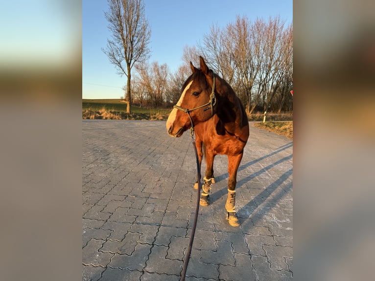 Koń pełnej krwi angielskiej Wałach 7 lat 170 cm Gniada in Vorbeck