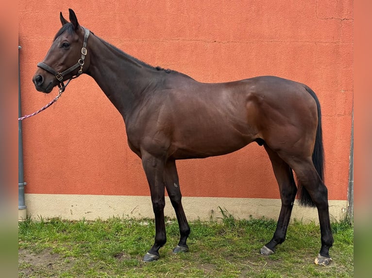 Koń pełnej krwi angielskiej Wałach 7 lat 172 cm Ciemnogniada in Grenzach-Wyhlen