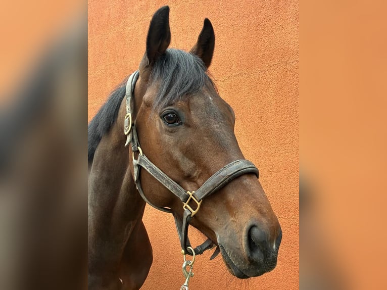 Koń pełnej krwi angielskiej Wałach 7 lat 172 cm Ciemnogniada in Grenzach-Wyhlen