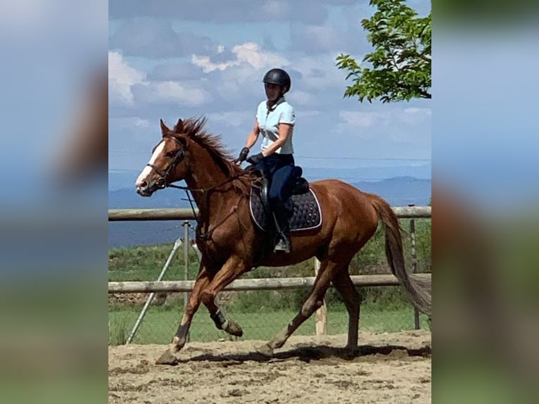 Koń pełnej krwi angielskiej Wałach 8 lat 155 cm Kasztanowata in Moia
