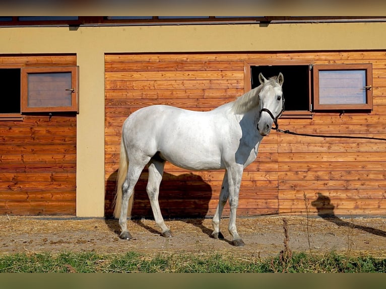 Koń pełnej krwi angielskiej Wałach 8 lat 161 cm Siwa in Pezinok