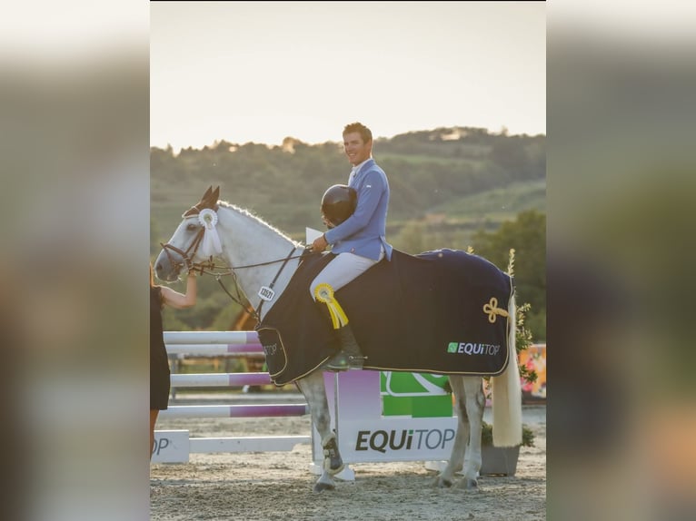 Koń pełnej krwi angielskiej Wałach 8 lat 161 cm Siwa in Pezinok