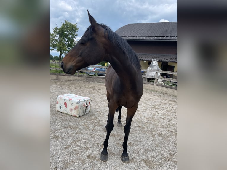 Koń pełnej krwi angielskiej Wałach 8 lat 162 cm Skarogniada in Seeham