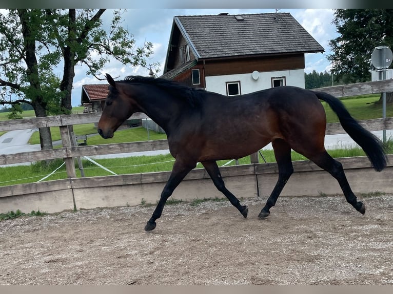 Koń pełnej krwi angielskiej Wałach 8 lat 162 cm Skarogniada in Seeham