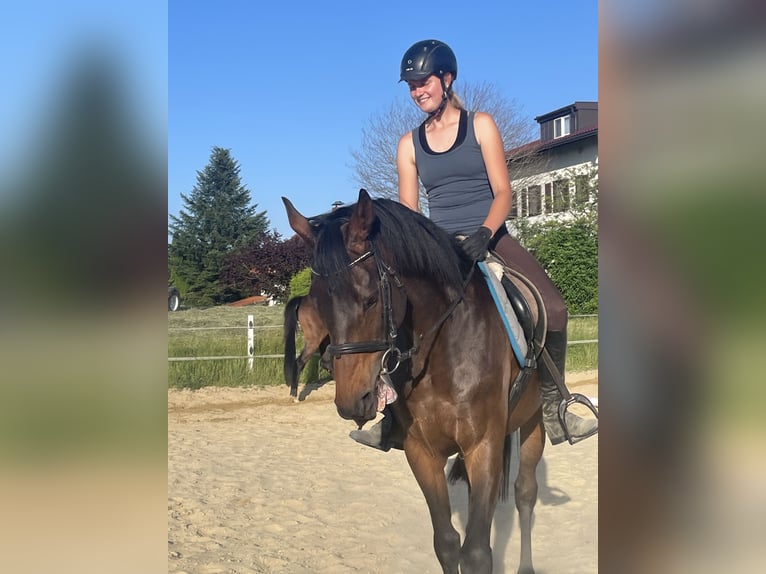 Koń pełnej krwi angielskiej Wałach 8 lat 162 cm Skarogniada in Seeham