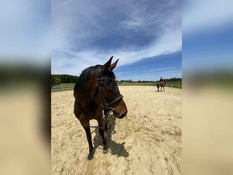 Koń pełnej krwi angielskiej Wałach 8 lat 162 cm Skarogniada in Seeham