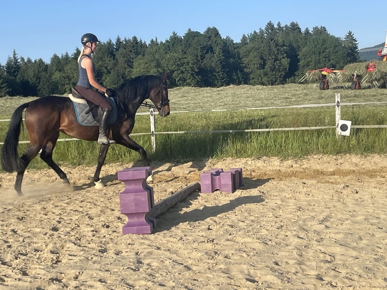 Koń pełnej krwi angielskiej Wałach 8 lat 162 cm Skarogniada in Seeham