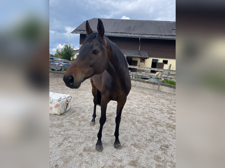 Koń pełnej krwi angielskiej Wałach 8 lat 162 cm Skarogniada in Seeham