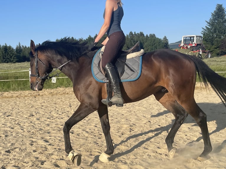 Koń pełnej krwi angielskiej Wałach 8 lat 162 cm Skarogniada in Seeham