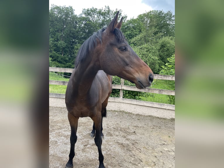 Koń pełnej krwi angielskiej Wałach 8 lat 162 cm Skarogniada in Seeham