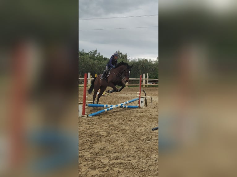 Koń pełnej krwi angielskiej Wałach 8 lat 163 cm Gniada in Catania