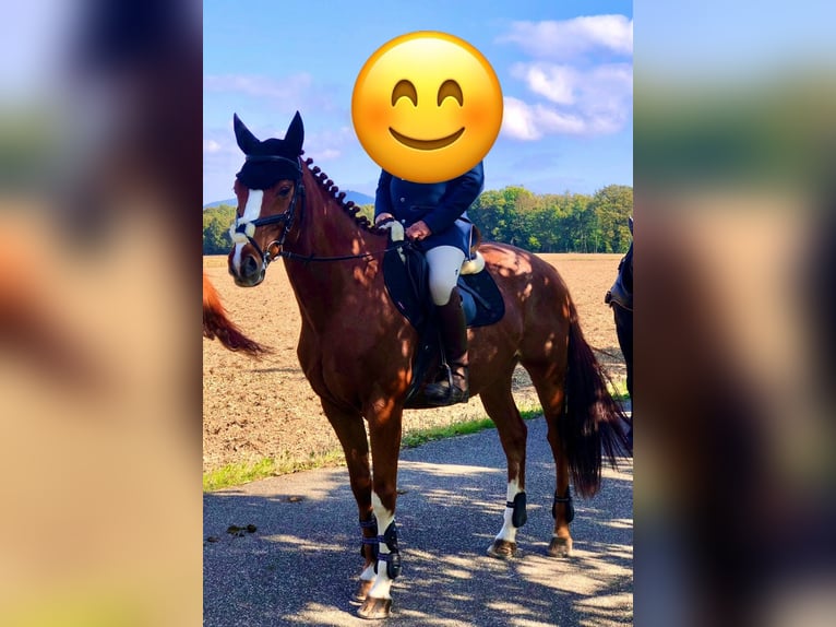 Koń pełnej krwi angielskiej Wałach 8 lat 164 cm Kasztanowata in Sinzheim