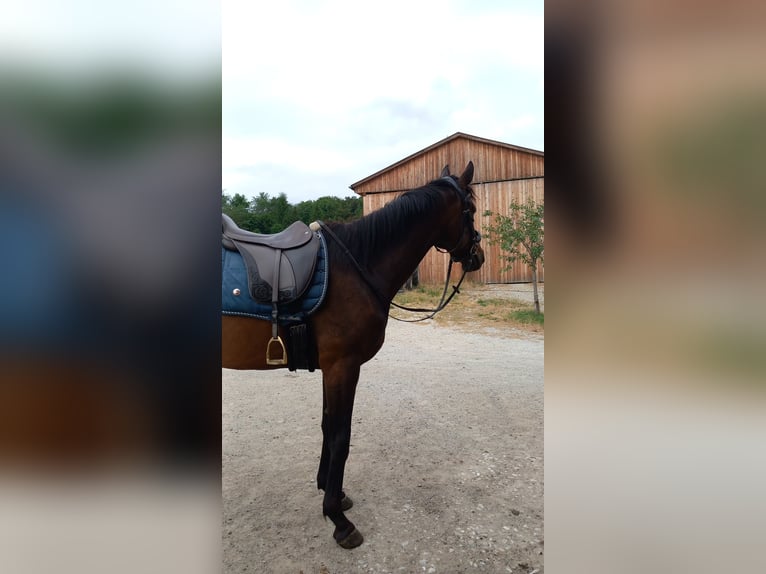 Koń pełnej krwi angielskiej Wałach 8 lat 165 cm Gniada in Eisengraberamt
