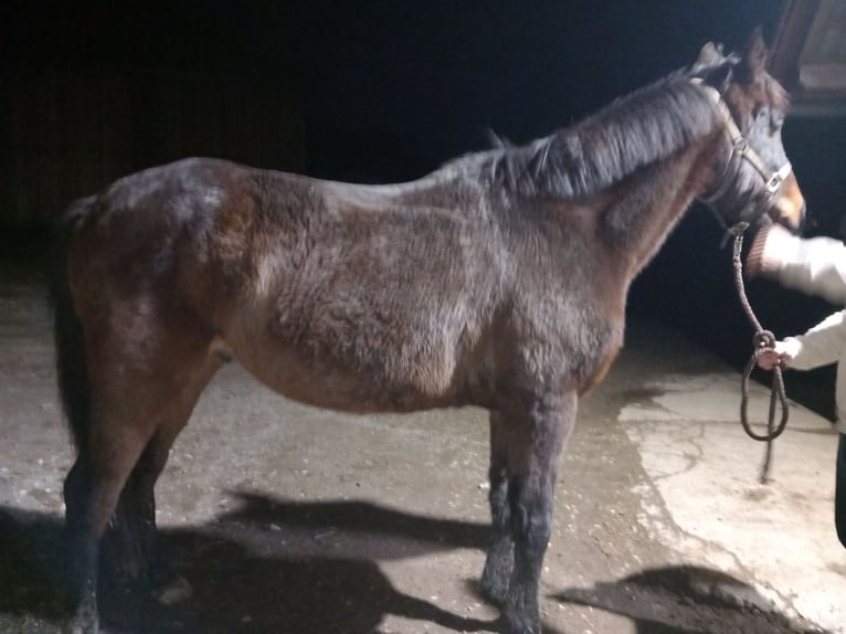 Koń pełnej krwi angielskiej Wałach 8 lat 165 cm Gniada in Eisengraberamt