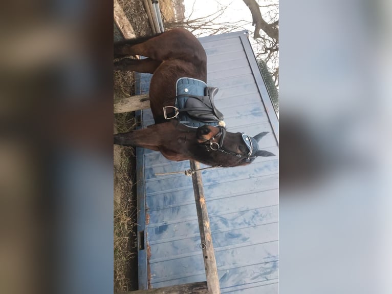 Koń pełnej krwi angielskiej Wałach 8 lat 165 cm Gniada in Eisengraberamt