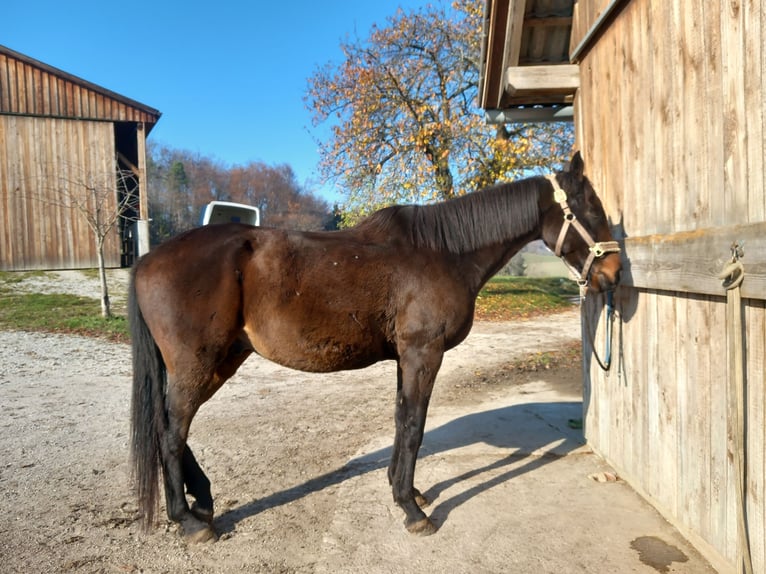 Koń pełnej krwi angielskiej Wałach 8 lat 165 cm Gniada in Eisengraberamt