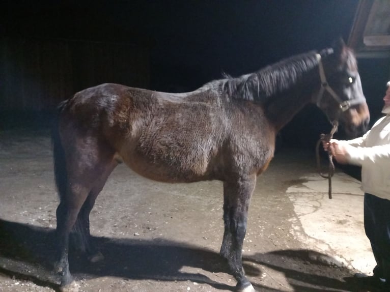 Koń pełnej krwi angielskiej Wałach 8 lat 165 cm Gniada in Eisengraberamt