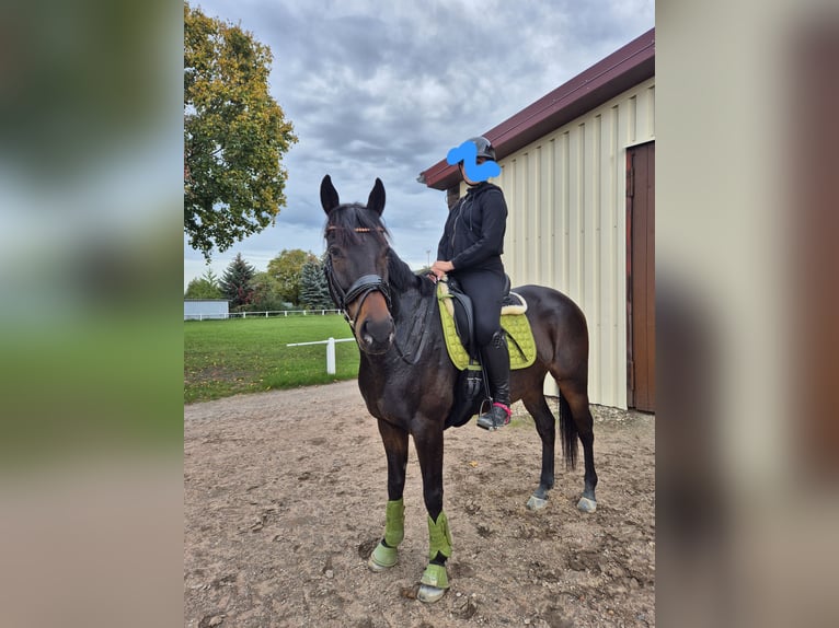 Koń pełnej krwi angielskiej Wałach 8 lat 167 cm Ciemnogniada in Schriesheim