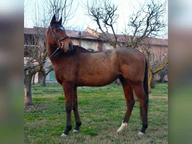 Koń pełnej krwi angielskiej Wałach 8 lat 170 cm Gniada in San Rocco Al Porto