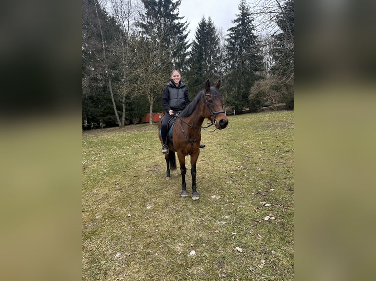 Koń pełnej krwi angielskiej Wałach 9 lat 158 cm Gniada in Eschenburg