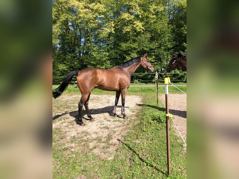 Koń pełnej krwi angielskiej Wałach 9 lat 160 cm Gniada in Bebra