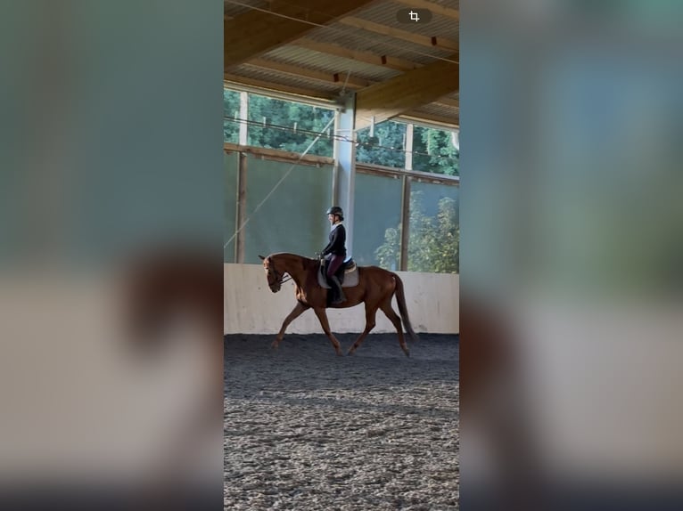 Koń pełnej krwi angielskiej Wałach 9 lat 165 cm Kasztanowata in Webau