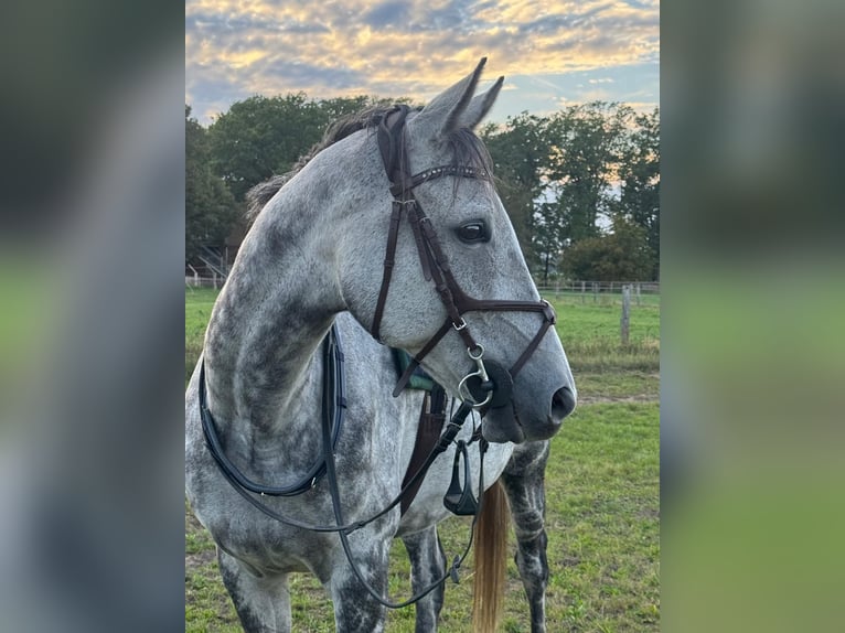 Koń pełnej krwi angielskiej Wałach 9 lat 167 cm Siwa jabłkowita in Garlstorf