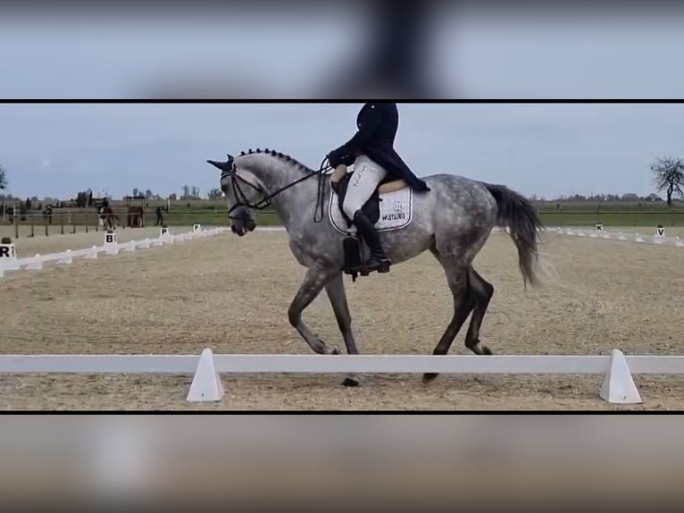 Koń pełnej krwi angielskiej Wałach 9 lat 173 cm Siwa in Baborówko