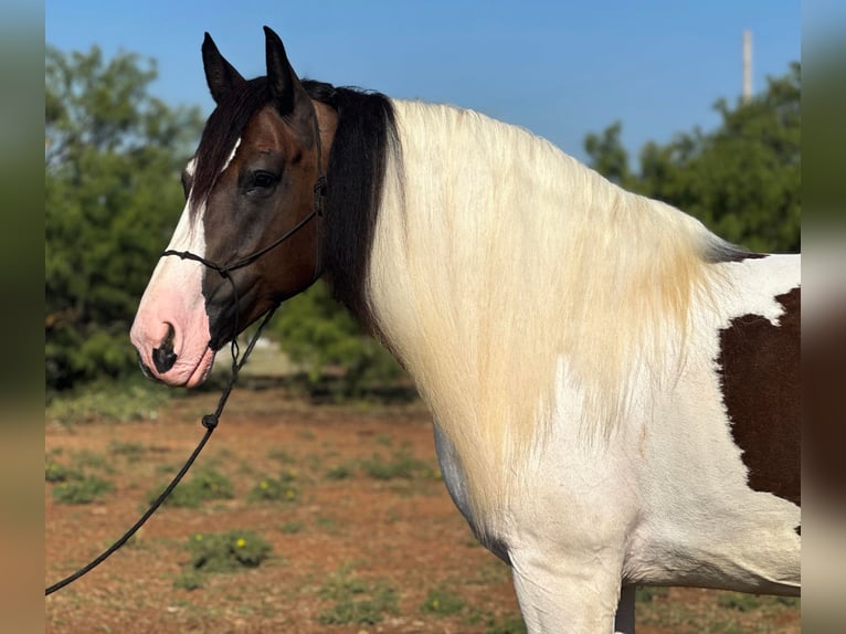 Koń pociągowy Klacz 10 lat 165 cm Tobiano wszelkich maści in Byers TX