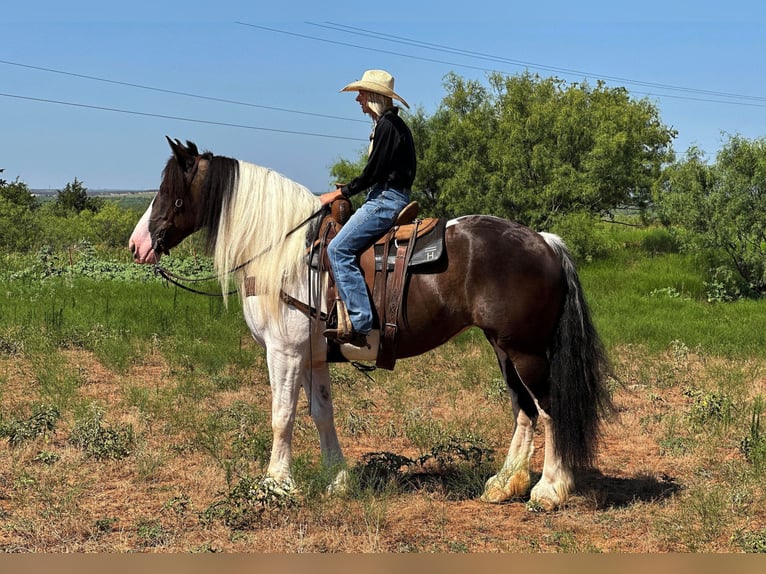 Koń pociągowy Klacz 10 lat 165 cm Tobiano wszelkich maści in Byers TX