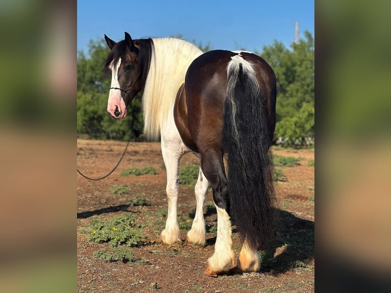 Koń pociągowy Klacz 10 lat 165 cm Tobiano wszelkich maści in Byers TX