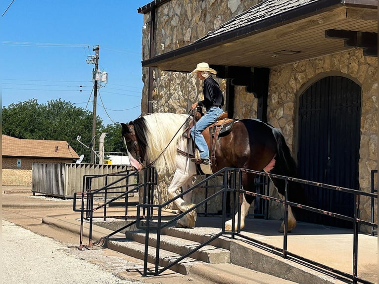 Koń pociągowy Klacz 10 lat 165 cm Tobiano wszelkich maści in Byers TX