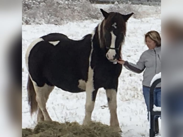Koń pociągowy Klacz 14 lat 163 cm Srokata in Kerhonkson NY