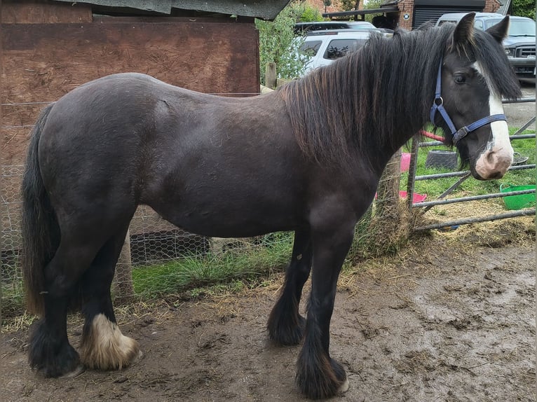 Koń pociągowy Klacz 18 lat 173 cm Siwa in Ashbourne